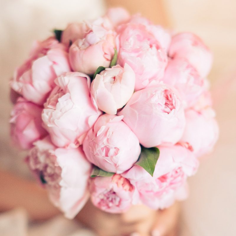 Read more about the article Finally, peonies for Southern California climate!