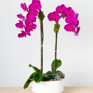 Fuchsia Orchids (Orchids and Plants)